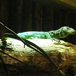 Crocodile monitor at Noah's Ark Zoo Farm, 5 March 2011