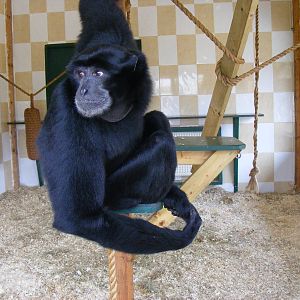 Samson the siamang gibbon at Noah's Ark Zoo Farm, 5 March 2011
