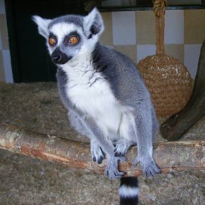 Ring-tailed lemur at Noah's Ark Zoo Farm, 5 March 2011