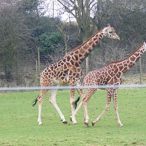 Gerald and Genevieve the giraffes at Noah's Ark Zoo Farm, 5 March 2011