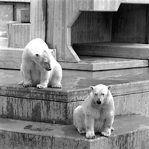 Polar bears in the 70´s