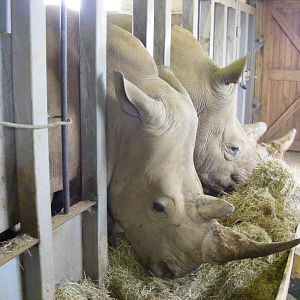 Rumbull and Rumba the Southern white rhinos at Noah's Ark Zoo Farm, 5 March