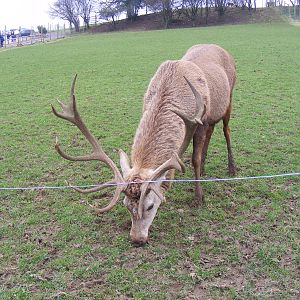 Red deer at Noah's Ark Zoo Farm, 5 March 2011