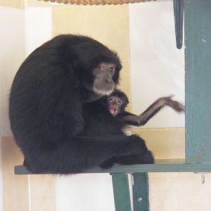 Salome and Sidney the siamang gibbons at Noah's Ark Zoo Farm, 5 March 2011