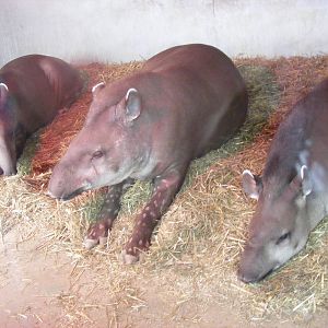 Toby, Tara and Troy the Brazilian tapirs at Noah's Ark Zoo Farm, 5 March 20