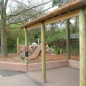 Meerkat Lookout at Bristol, 06/03/11