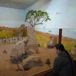 Meerkat Lookout Indoor Area at Bristol, 06/03/11