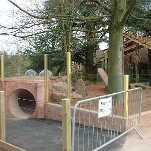 Meerkat Lookout at Bristol, 06/03/11