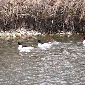 Common Merganser