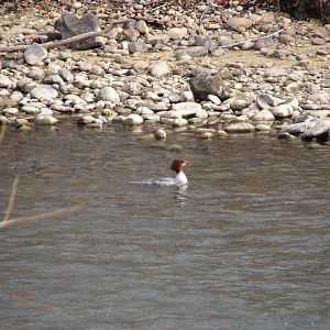 Common Merganser