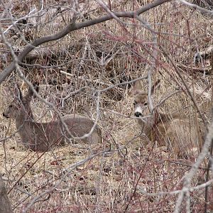 Mule Deer
