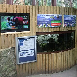 Crayfish Exhibit at Bristol, 06/03/11