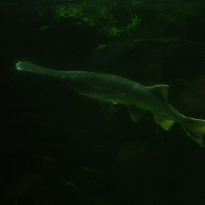 Mississippi Paddlefish at Bristol, 06/03/11