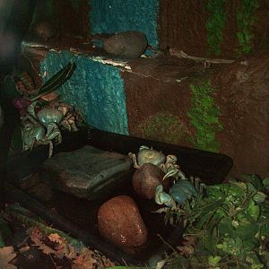 Christmas Island Blue Crabs at Bristol, 06/03/11