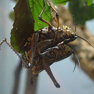 Lubber Grasshopper Nymphs at Bristol, 06/03/11