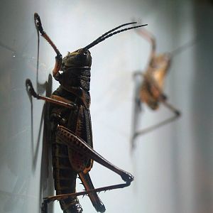 Lubber Grasshopper Nymphs at Bristol, 06/03/11