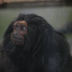Black Lion Tamarin at Bristol, 06/03/11