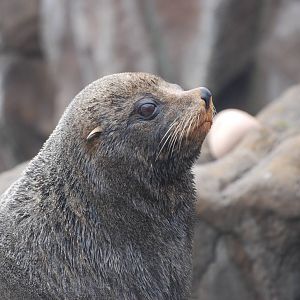 South American Fur Seal at Bristol, 06/03/11