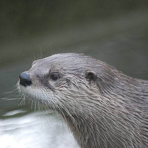 Canadian Otter at Bristol, 06/03/11