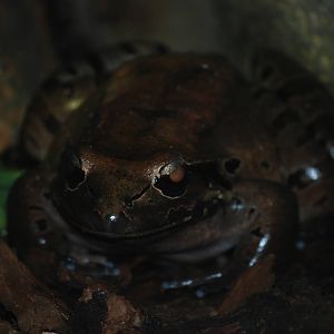 Mountain Chicken at Bristol, 06/03/11