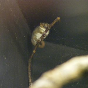 Grey mouse lemur at Bristol Zoo, 6 March 2011