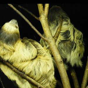 Linne's two-toed sloths at Bristol Zoo, 6 March 2011