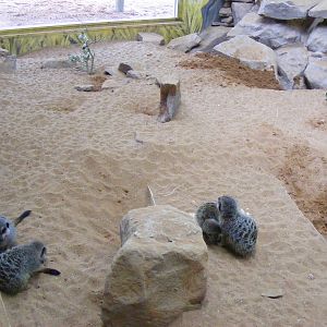 Meerkat indoor enclosure at Bristol Zoo, 6 March 2011