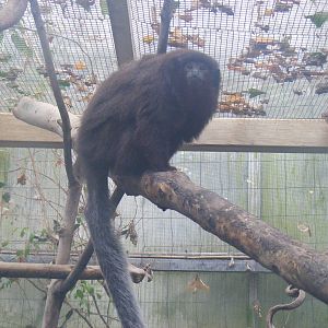 Red titi monkey at Bristol Zoo, 6 March 2011