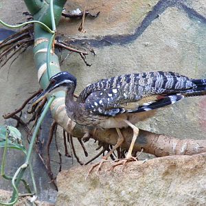 Sun bittern at Bristol Zoo, 6 March 2011