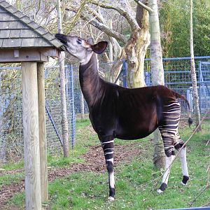 Okapi at Bristol Zoo, 6 March 2011
