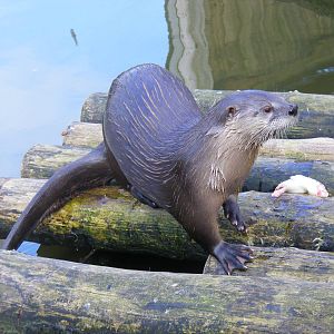 North American river otter at Bristol Zoo, 6 March 2011