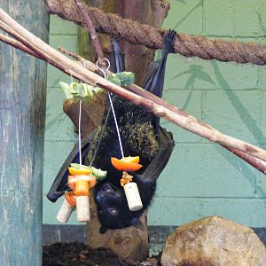 Livingstone's fruit bat at Bristol Zoo, 6 March 2011