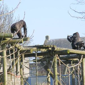 Namoki, Salome and Komale the gorillas at Bristol Zoo, 6 March 2011