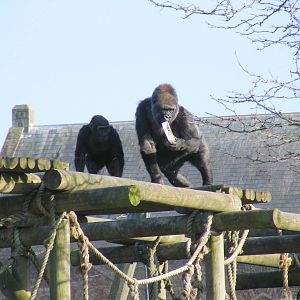 Komale and Salome the gorillas at Bristol Zoo, 6 March 2011