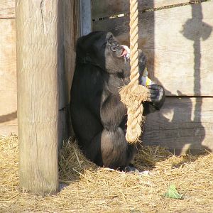 Namoki the gorilla at Bristol Zoo, 6 March 2011