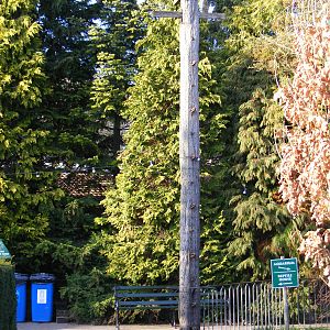 The pole from the old bear pit at Bristol Zoo, 6 March 2011