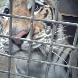 Tiger (Siberian/bengal hybrid)