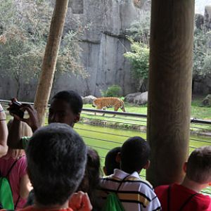 malayan tiger exhibit