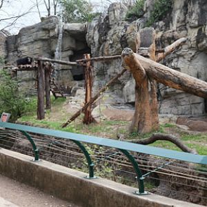 spectacled bear exhibit