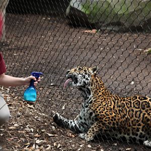 jaguar training session