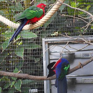 Alisterus amboinensis