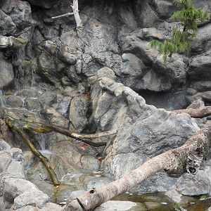 Kea (Nestor notablis) exhibit