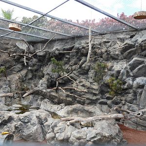 Kea (Nestor notablis) exhibit