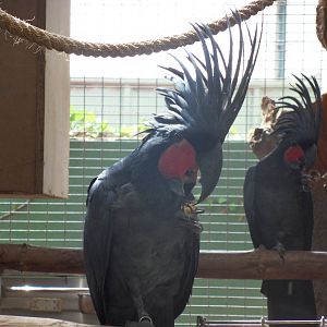 Probosciger aterrimus