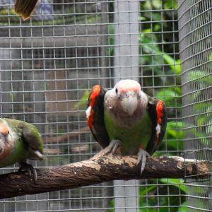 Poicephalus robustus