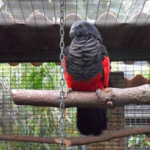 Pesquet's Parrot