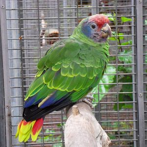 Amazona brasiliensis