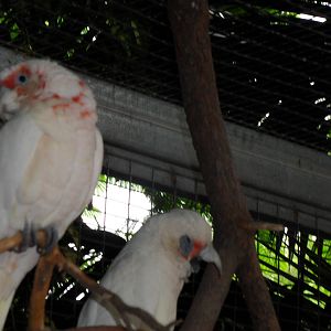Cacatua pastinator and C. tenuirostris