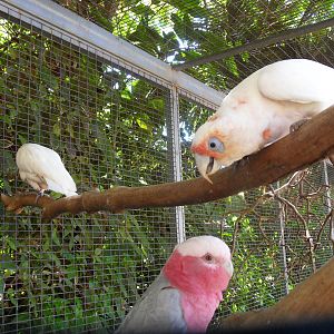 Cacatua tenuirostris and Galah