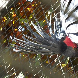 Probosciger aterrimus